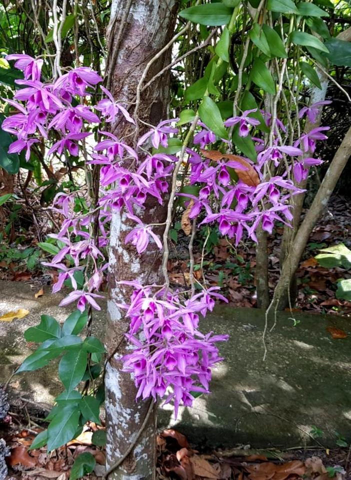 Kim'S Garden Anda (Visayas) Exterior foto