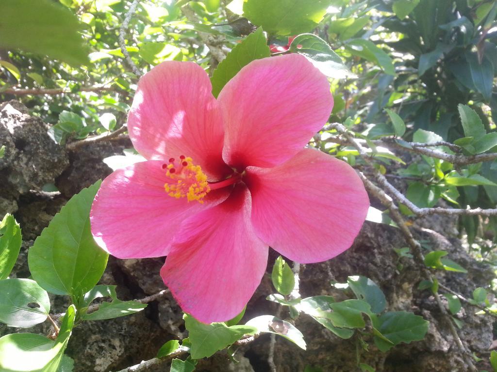 Kim'S Garden Anda (Visayas) Exterior foto
